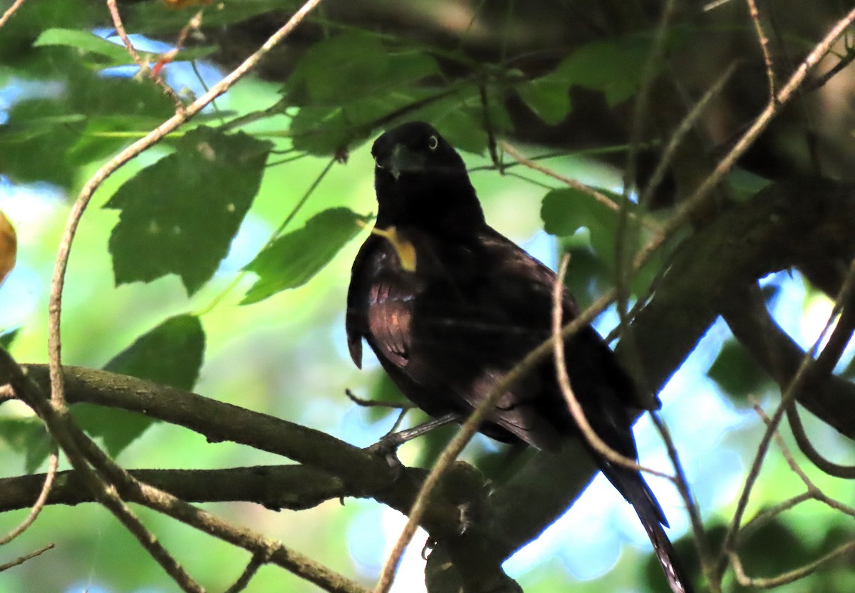 Common Grackle - ML620824127