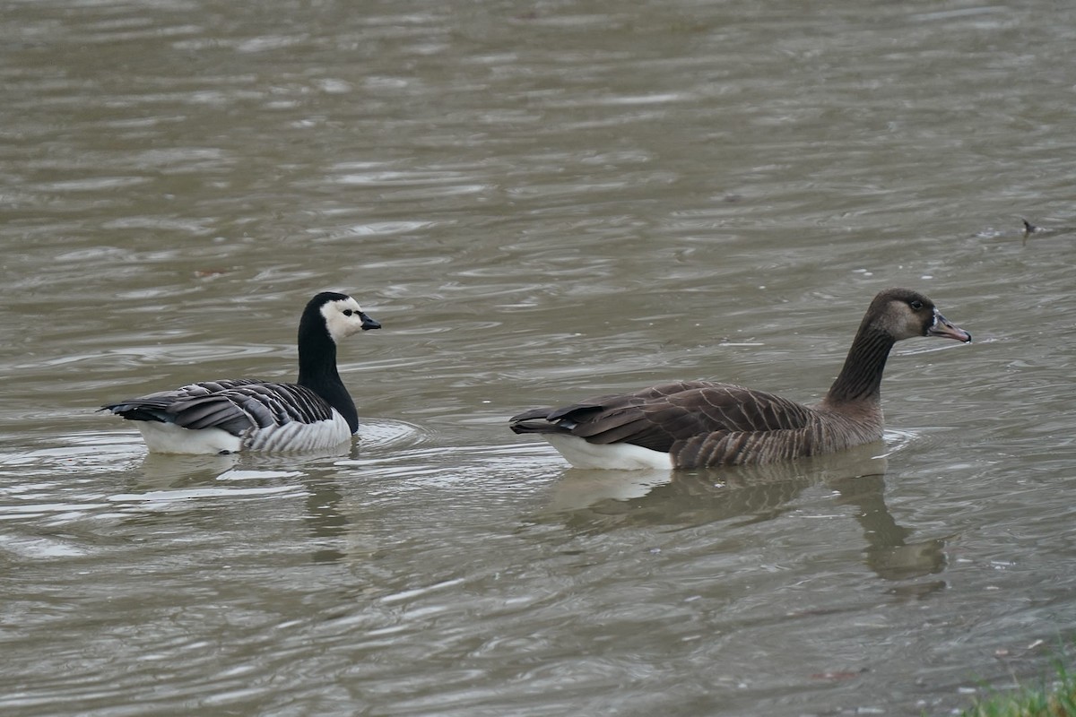 Barnacle Goose - ML620824131