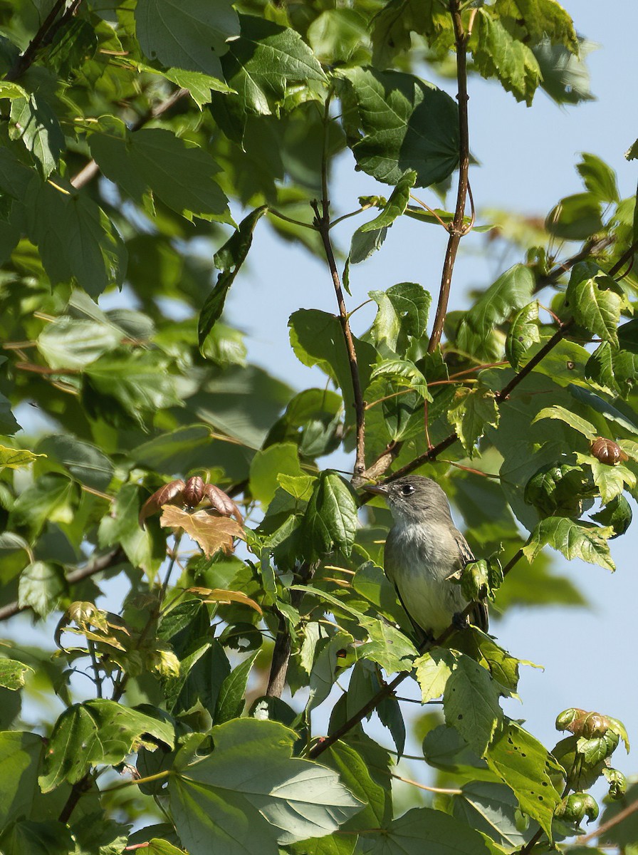 Willow Flycatcher - ML620824133