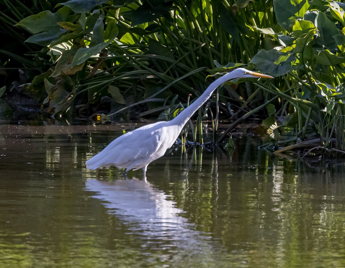 Great Egret - ML620824135