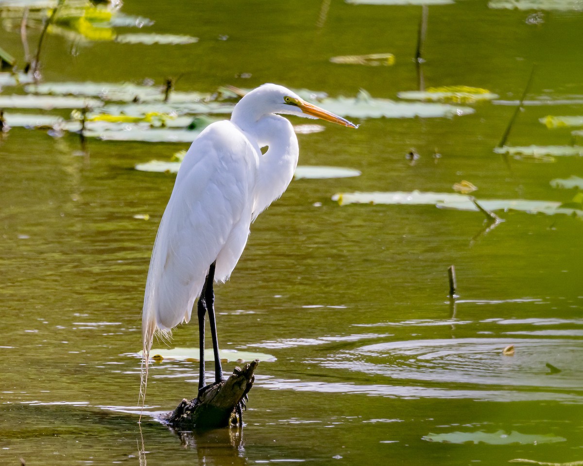 Great Egret - ML620824136