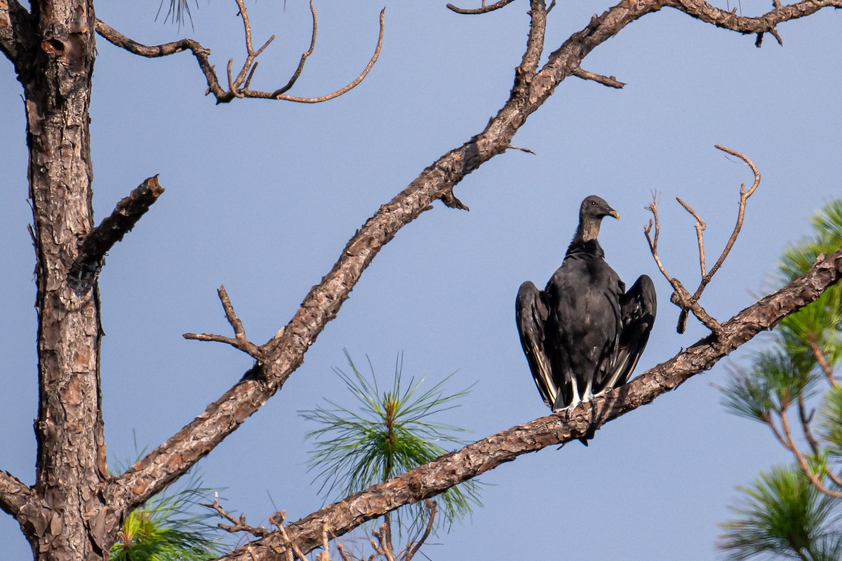 Black Vulture - ML620824139