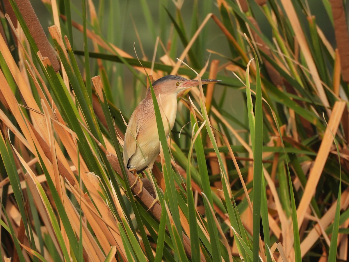 Yellow Bittern - ML620824140