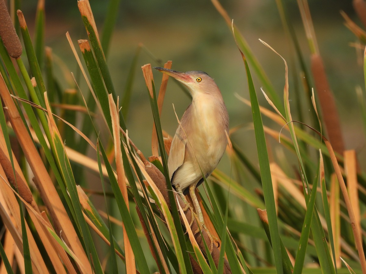 Yellow Bittern - ML620824141