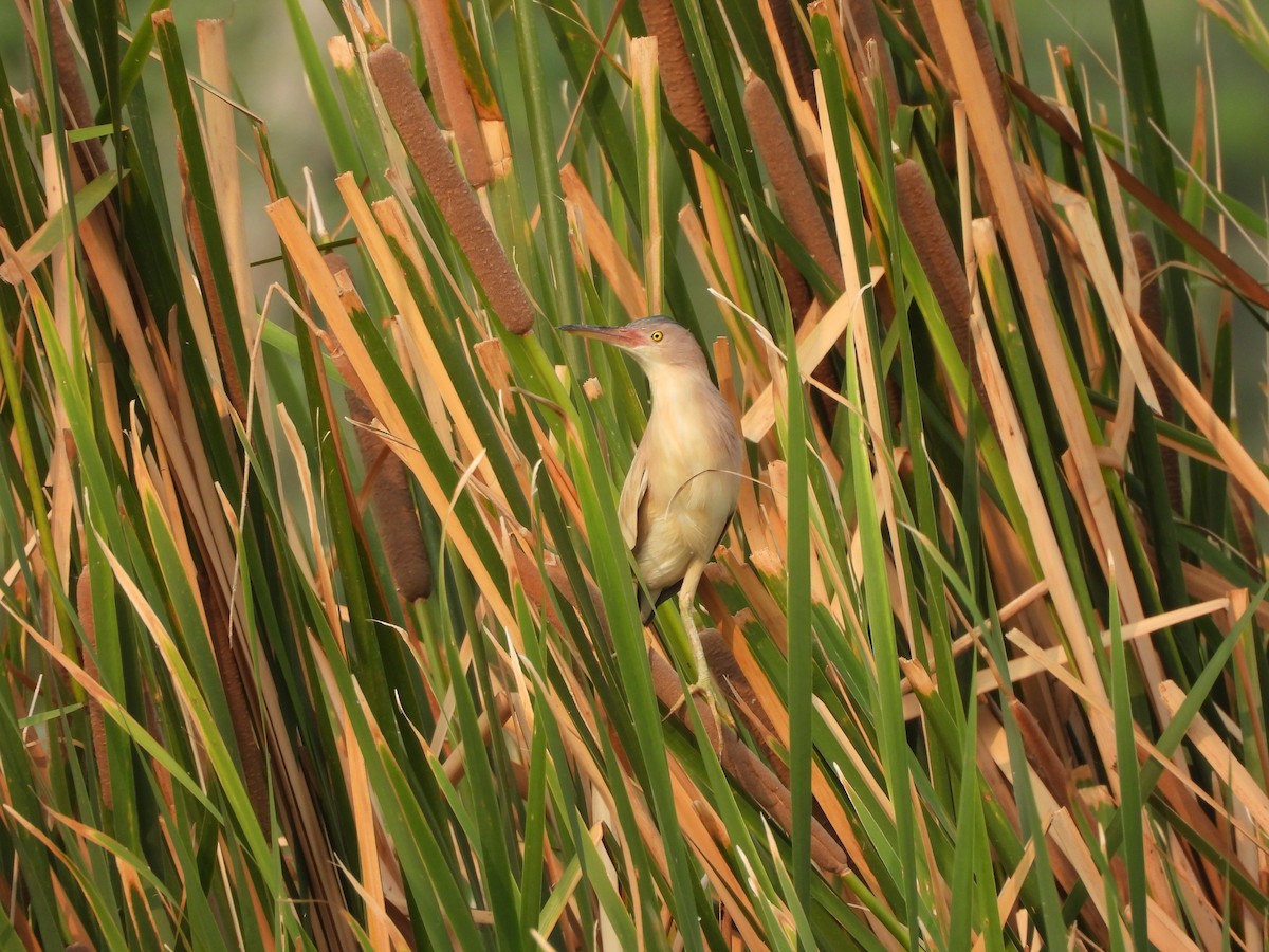 Yellow Bittern - ML620824143