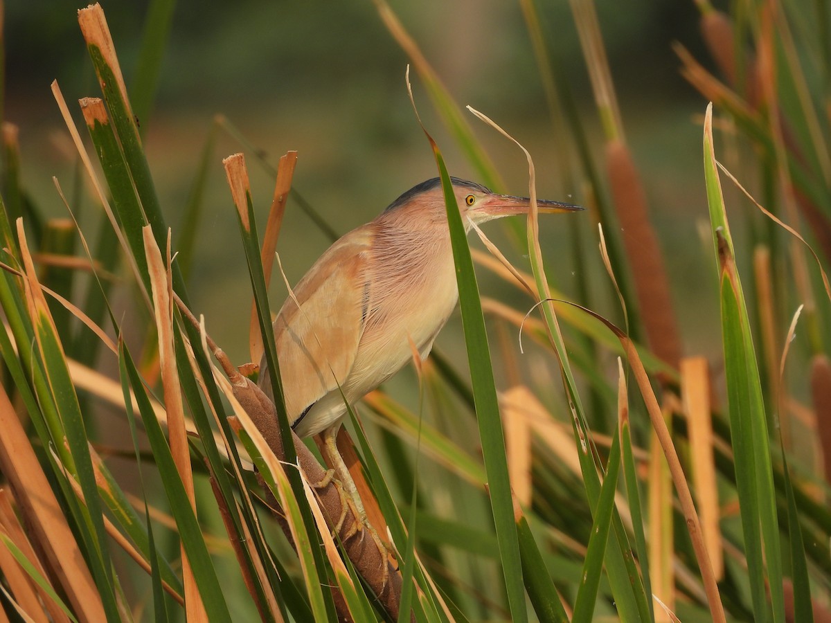 Yellow Bittern - ML620824146