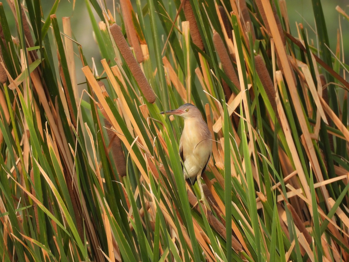 Yellow Bittern - ML620824147