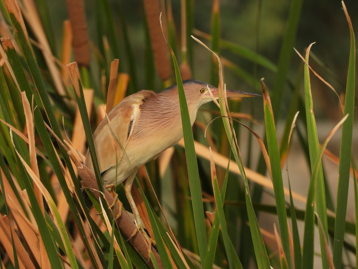 Yellow Bittern - ML620824148