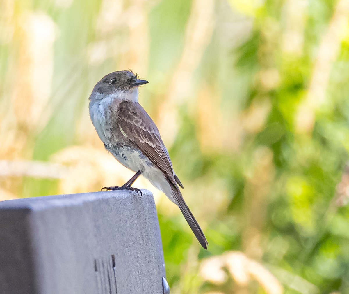 Eastern Phoebe - ML620824149