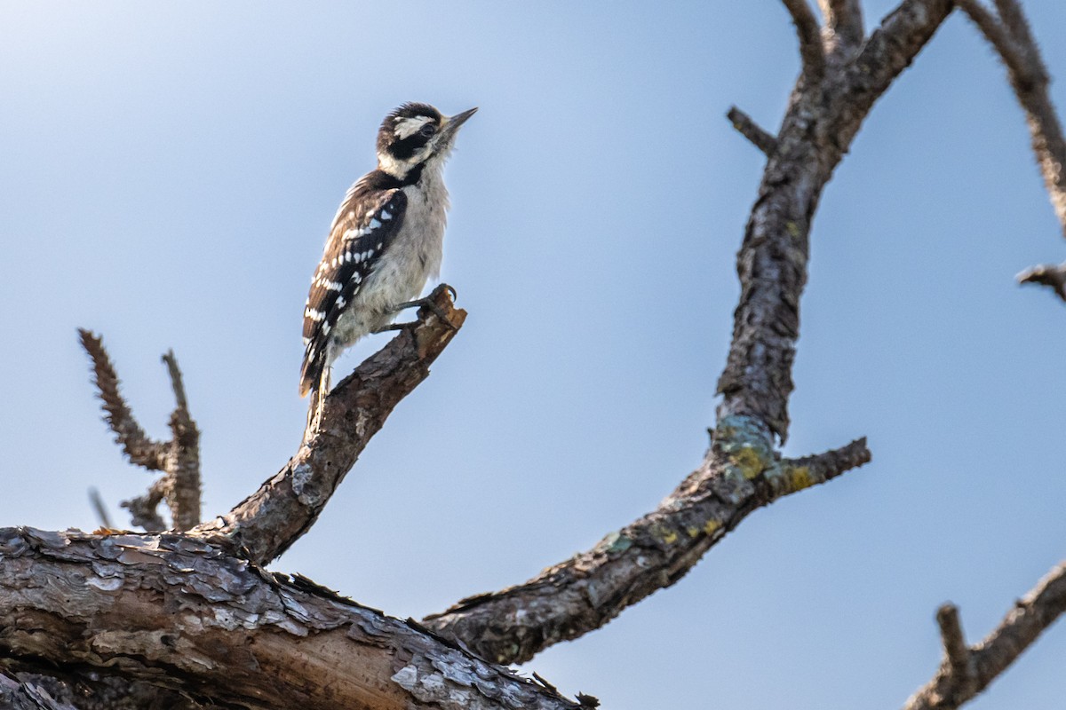 Downy Woodpecker - ML620824151