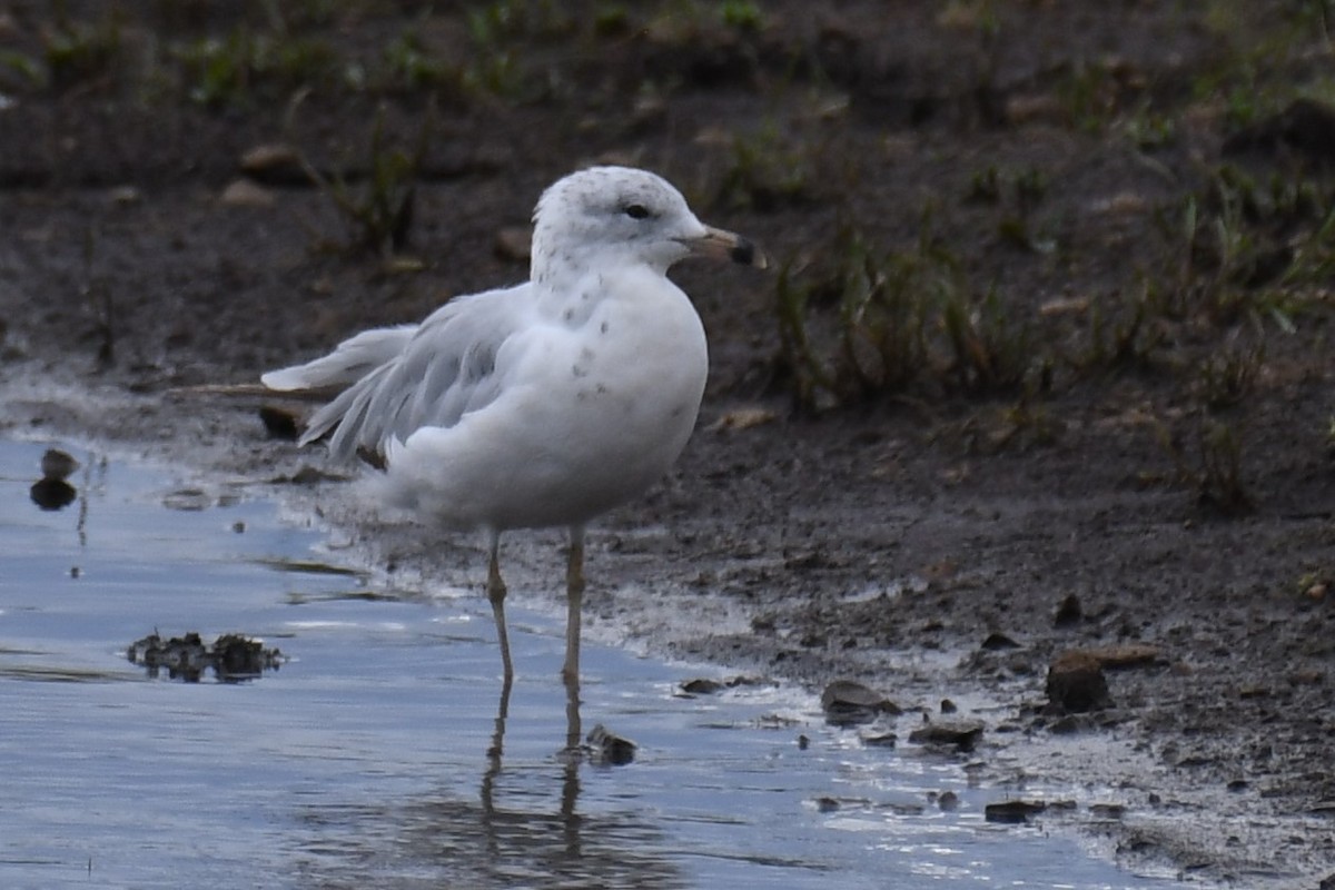 Ring-billed Gull - Tad Lamb