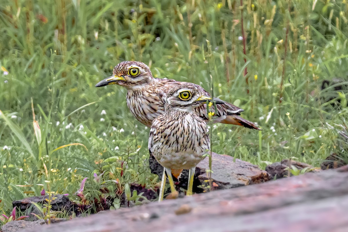 Indian Thick-knee - ML620824156