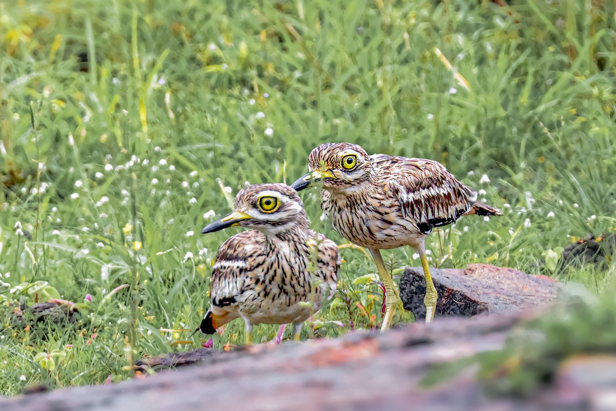 Indian Thick-knee - ML620824157