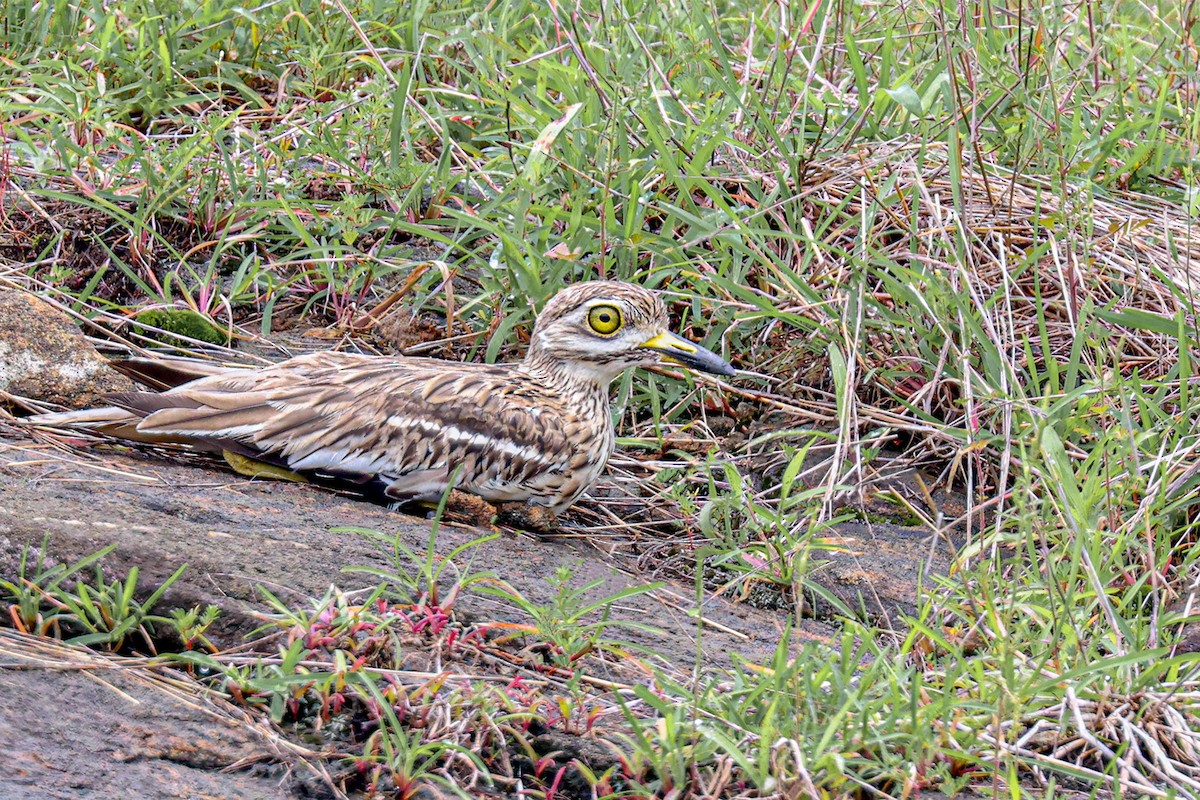 Indian Thick-knee - ML620824159