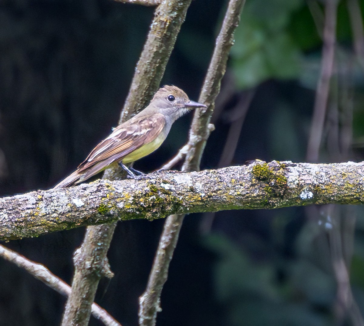 Great Crested Flycatcher - ML620824162