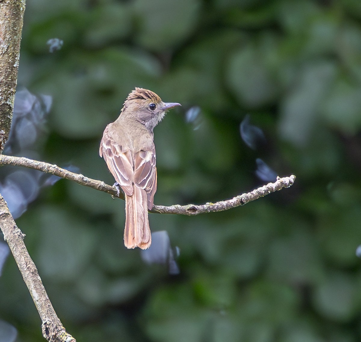 Great Crested Flycatcher - ML620824163