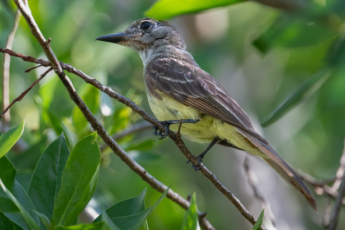 Great Crested Flycatcher - ML620824164