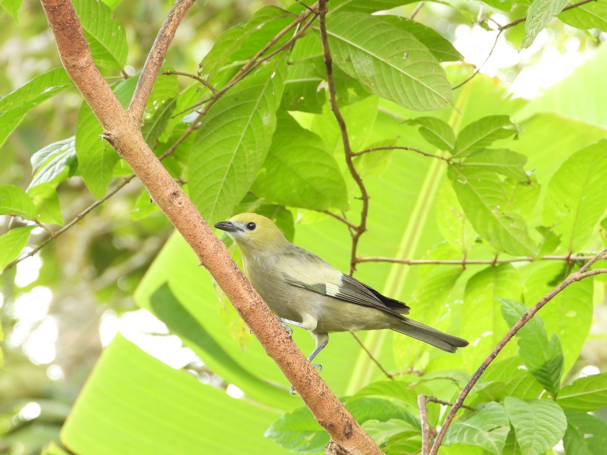 Thick-billed Euphonia - ML620824168