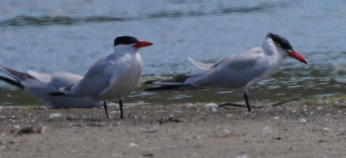 Caspian Tern - ML620824169