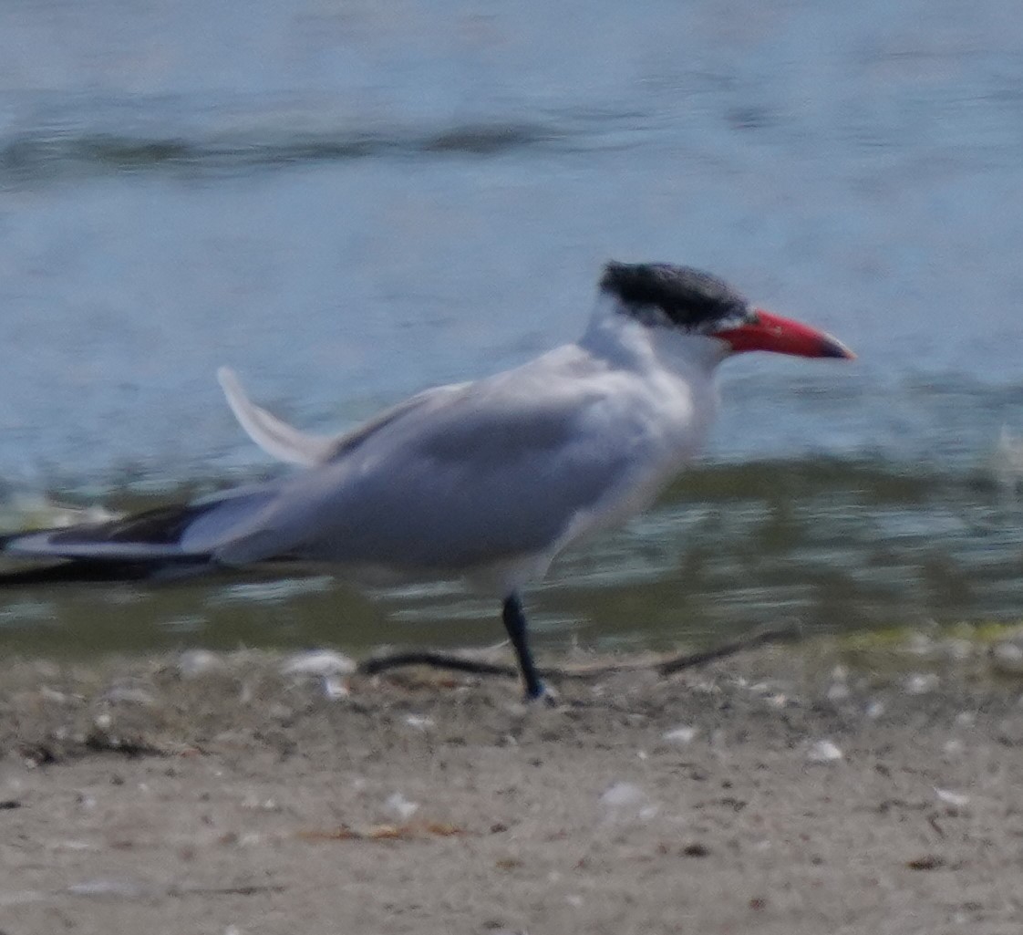 Caspian Tern - ML620824170