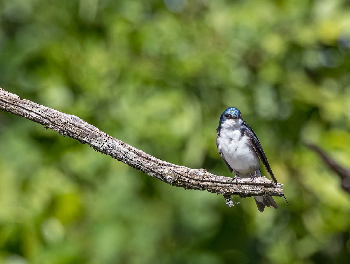 Tree Swallow - ML620824173