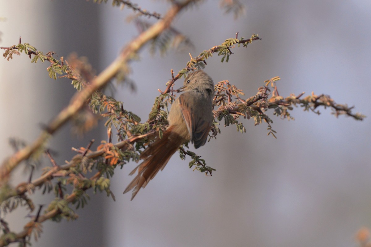 Brown-capped Tit-Spinetail - ML620824175
