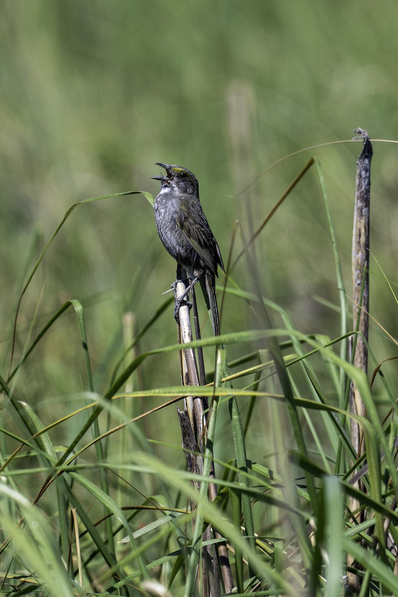 Seaside Sparrow - ML620824176