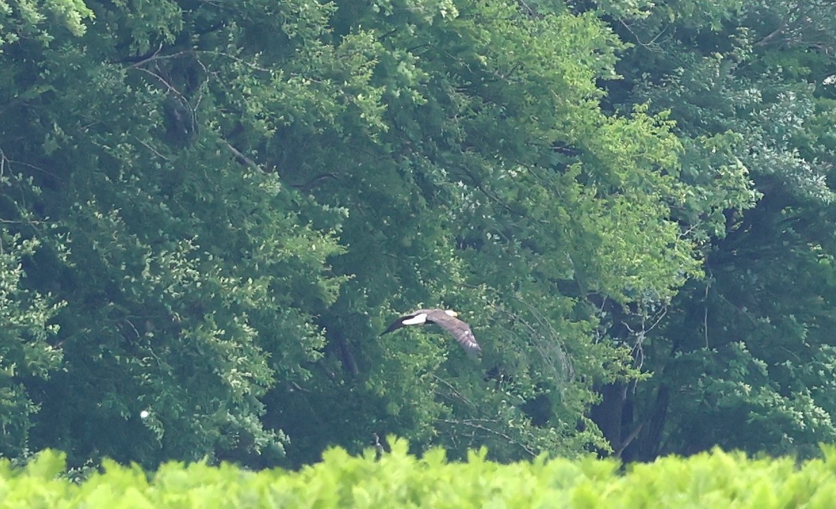 Bald Eagle - ML620824179