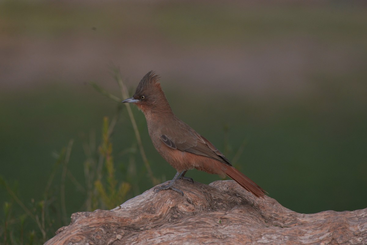 Brown Cacholote - ML620824181