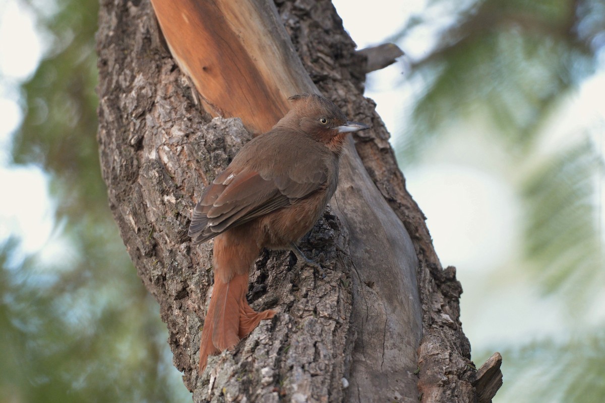 Brown Cacholote - ML620824185