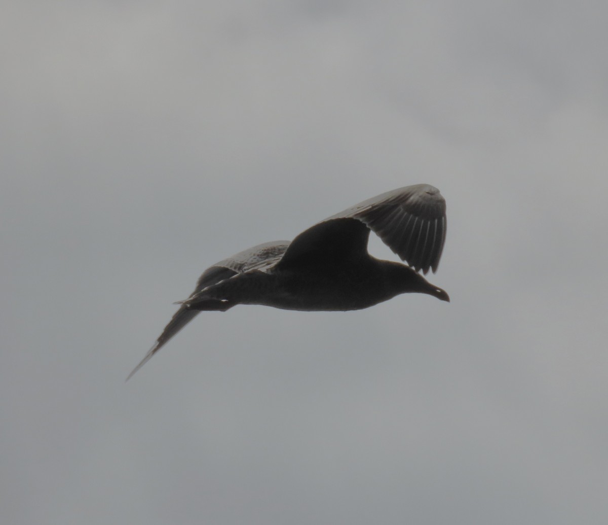 Western Gull - ML620824186