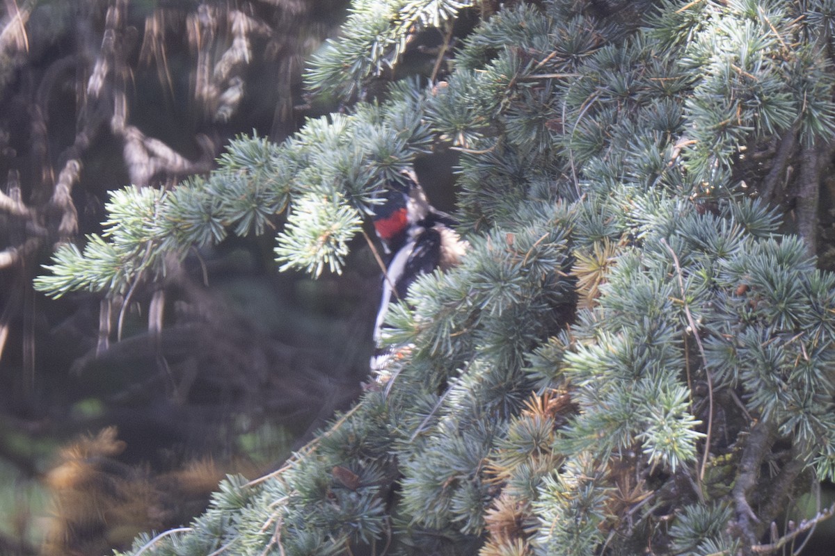 Great Spotted Woodpecker - ML620824187