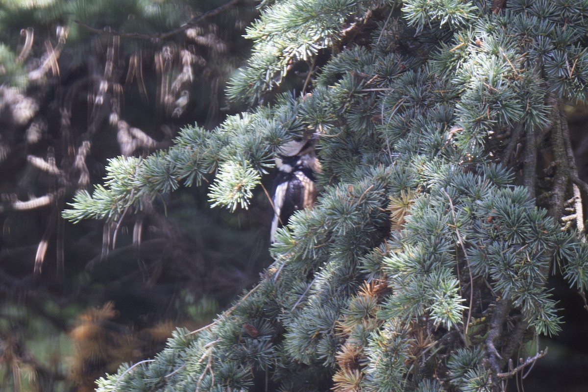 Great Spotted Woodpecker - Mark Golan