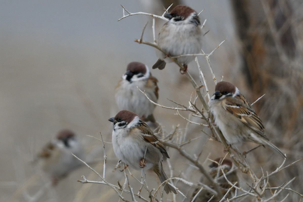 Eurasian Tree Sparrow - ML620824189