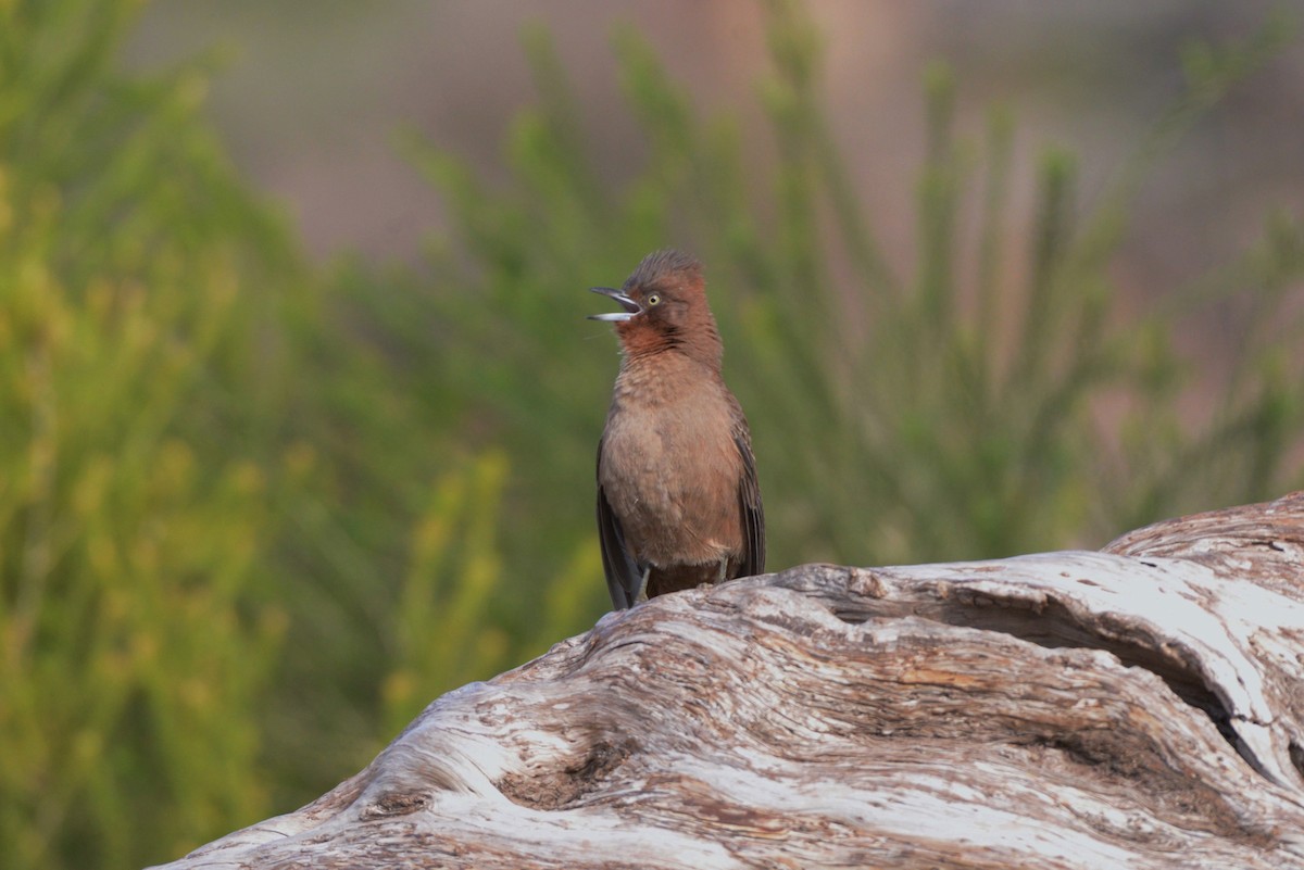 Brown Cacholote - ML620824190