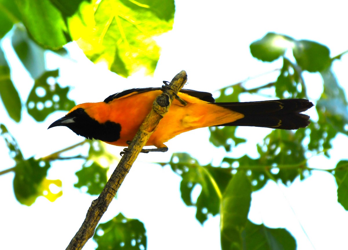 Hooded Oriole - ML620824196