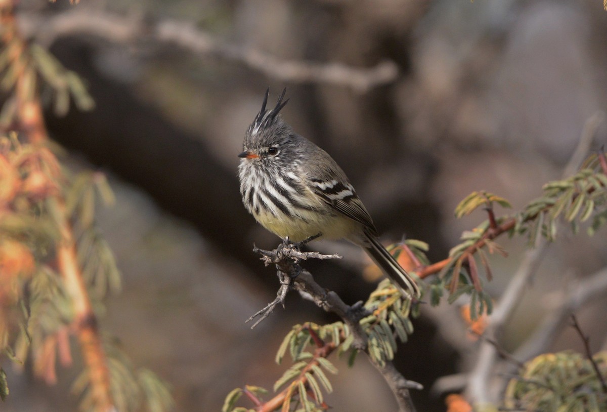 Tufted Tit-Tyrant - ML620824200