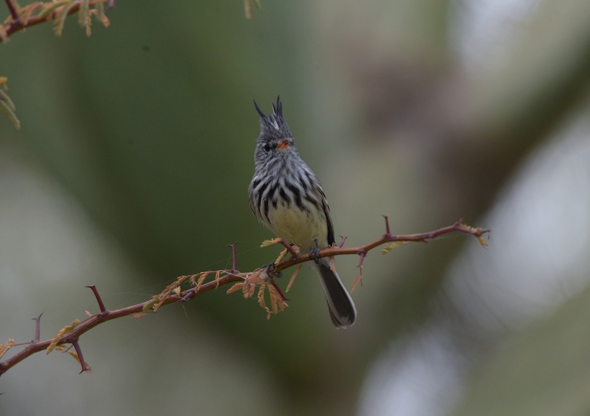 Taurillon mésange - ML620824201