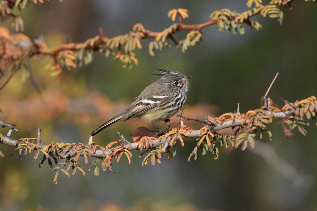 Tufted Tit-Tyrant - ML620824203