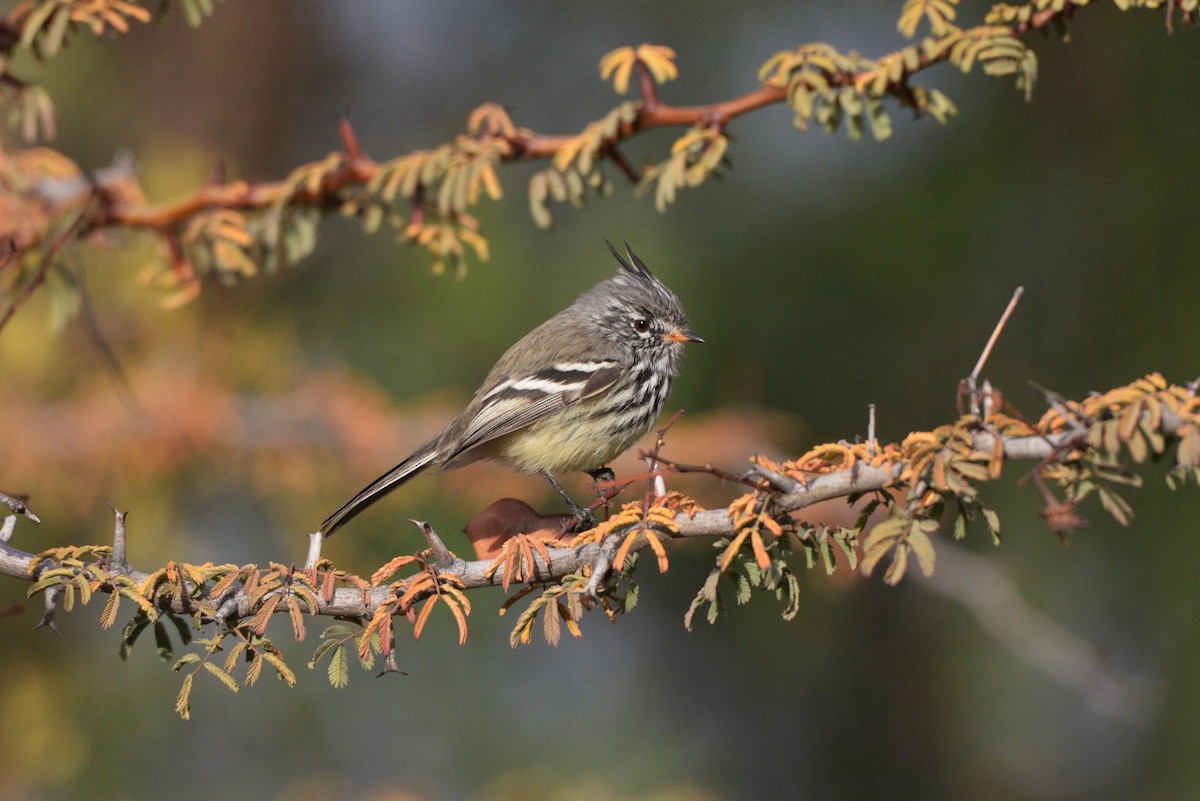 Tufted Tit-Tyrant - ML620824204