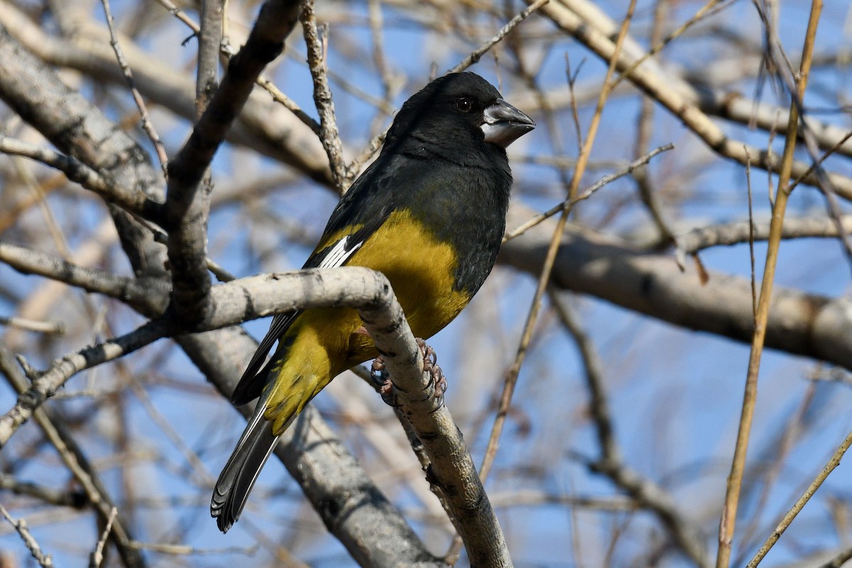 White-winged Grosbeak - ML620824206