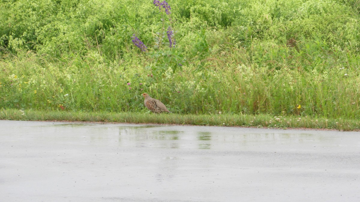 Ruffed Grouse - ML620824215