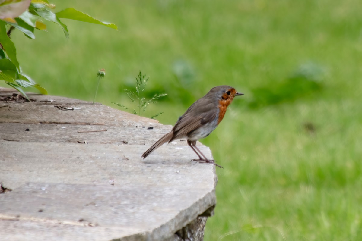 European Robin - ML620824219