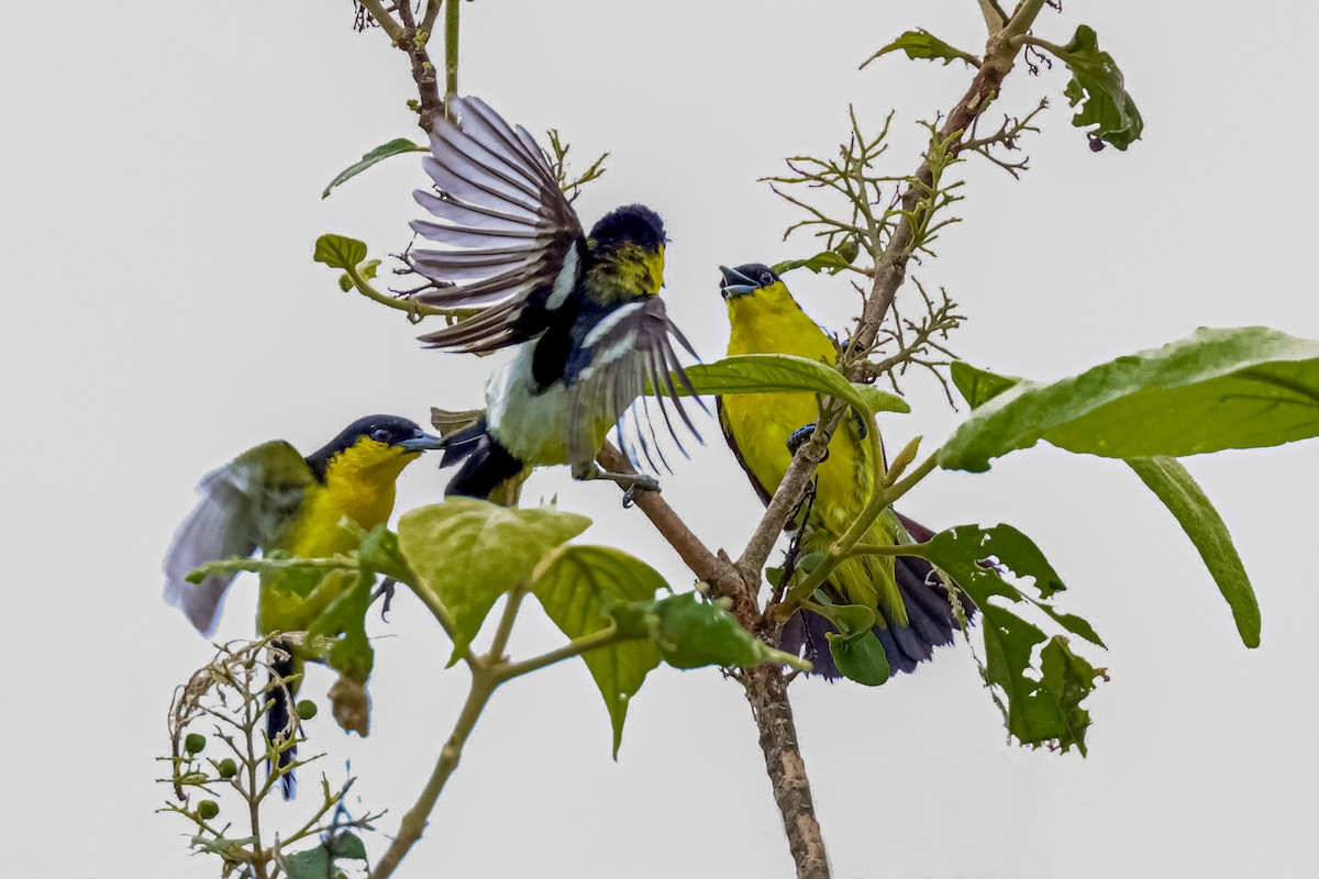 Common Iora - S S Suresh