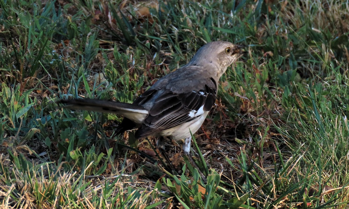 Northern Mockingbird - ML620824222