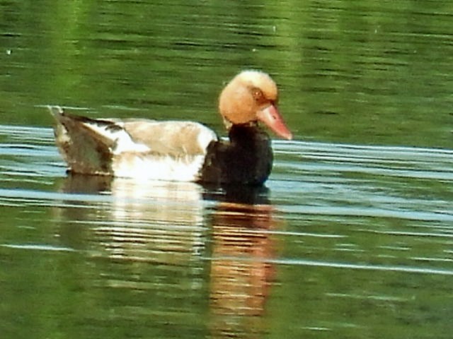 Red-crested Pochard - ML620824225