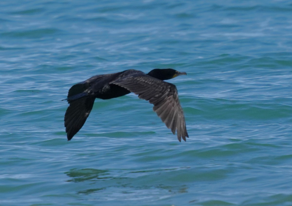 Double-crested Cormorant - Richard Block