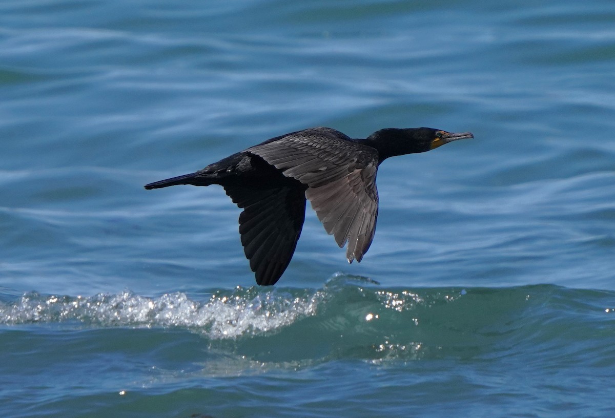 Double-crested Cormorant - ML620824228