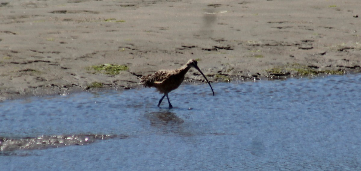 Long-billed Curlew - ML620824233