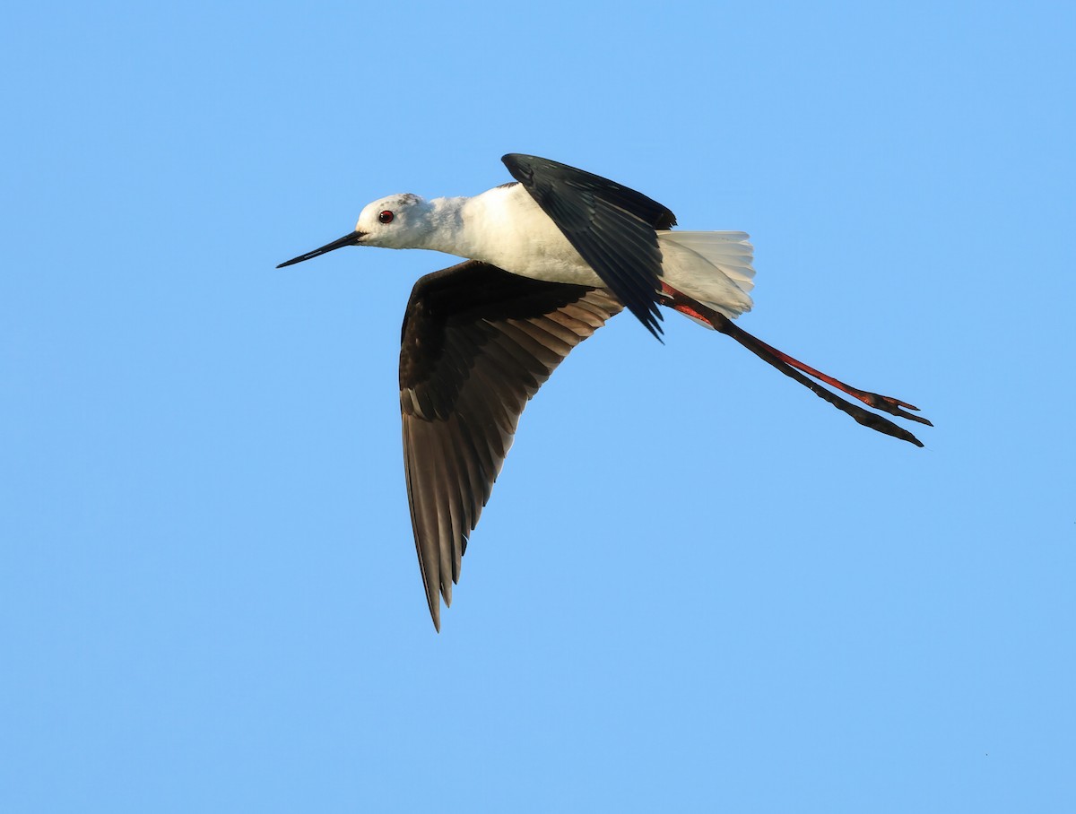 Black-winged Stilt - Albert Noorlander